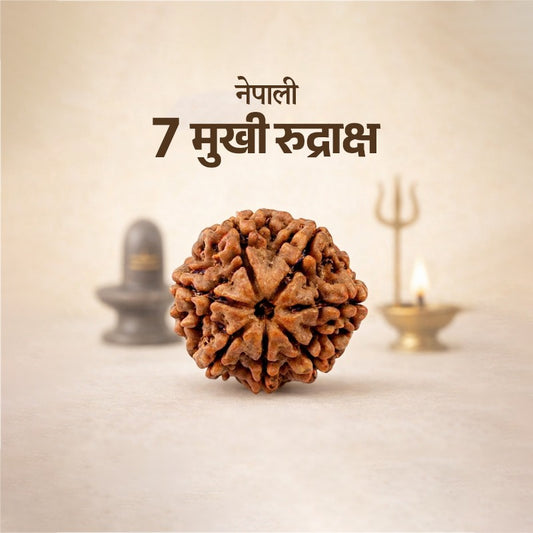 7 Mukhi Rudraksha (Nepal Origin)
