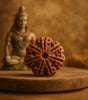 7 Mukhi Rudraksha (Nepal Origin)