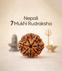 7 Mukhi Rudraksha (Nepal Origin)
