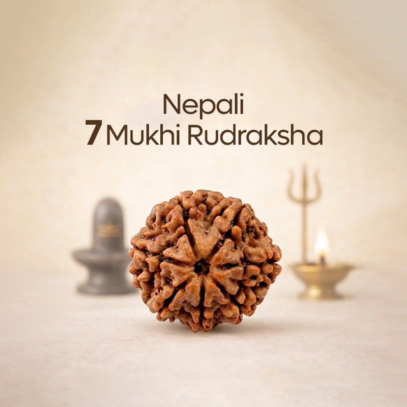 7 Mukhi Rudraksha (Nepal Origin)